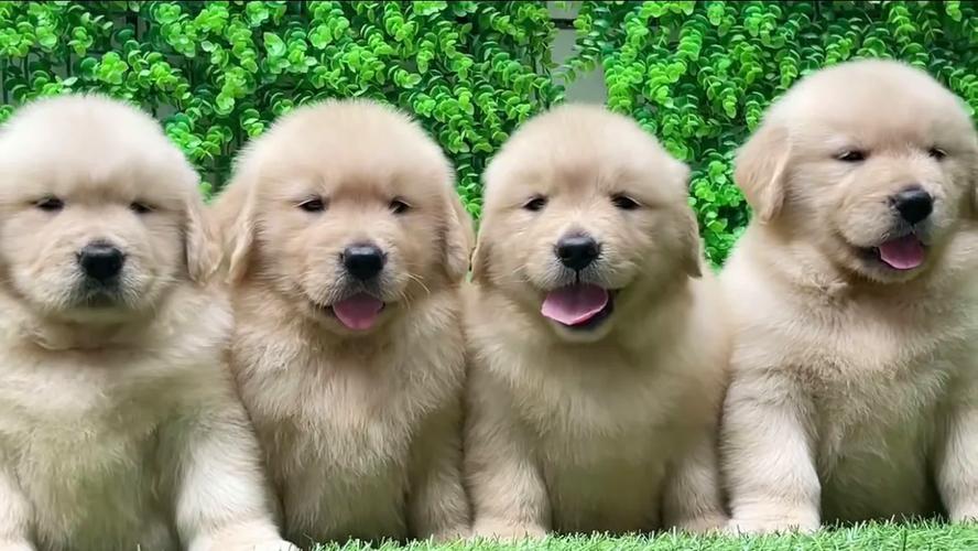 2025新澳门王中王正版和7岁男孩遭3只犬撕咬与7岁男孩遭3只犬撕咬怎么办