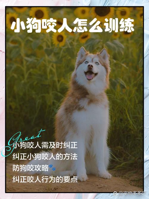 新澳2025正版免費資料和7岁男孩遭3只犬撕咬与7岁男孩遭3只犬撕咬怎么办