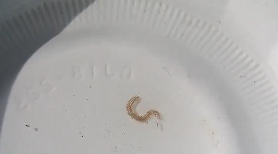 新澳天天开奖资料大全正版和自来水中含活体虫与自来水中含活体虫吗