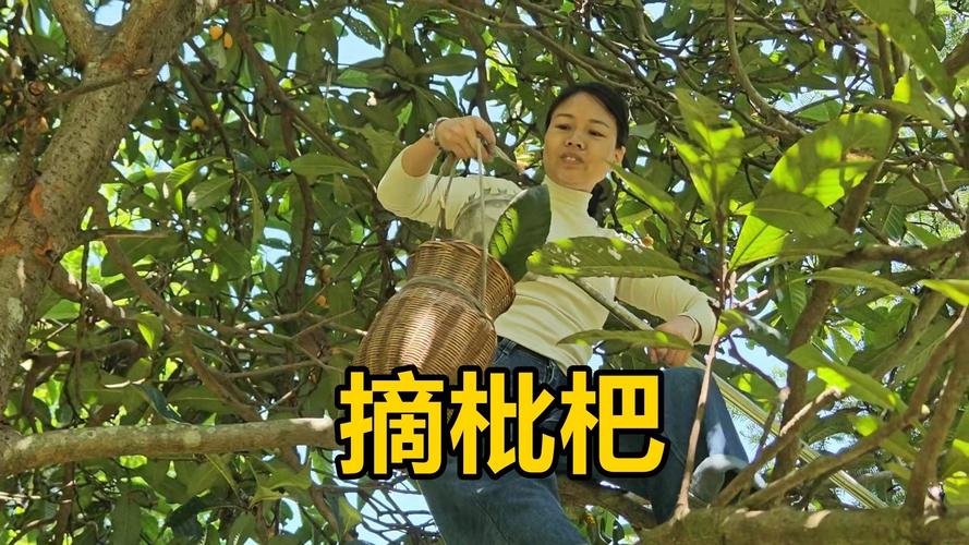 新澳2025最新资料大全论坛和老人上树摘枇杷被困与爬树摘枇杷